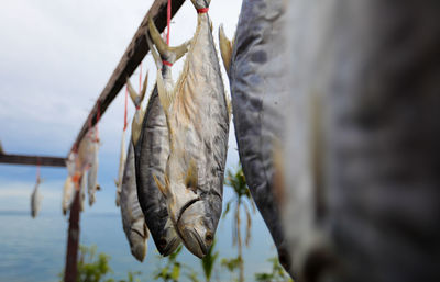 Close-up of fish hanging on clothesline against sky