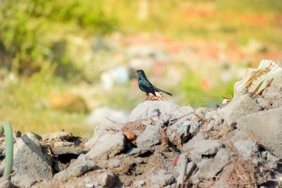 Close-up of bird perching on rock