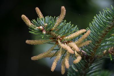 Close-up of pine tree