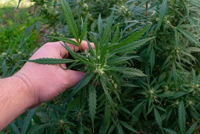 Low section of man holding plant