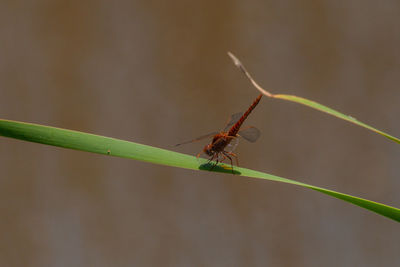 Close-up of insect on plant