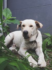 Portrait of dog sitting outdoors