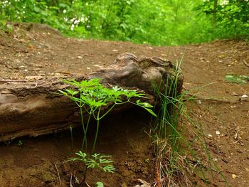 Plants growing in forest