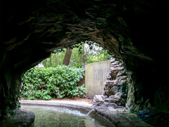 View of trees by pond