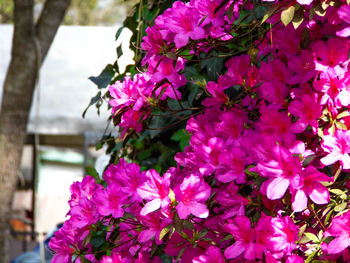 Close-up of pink flowers blooming outdoors