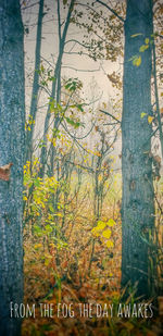 Trees growing in forest during autumn