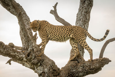 Cheetah standing in old tree looking down