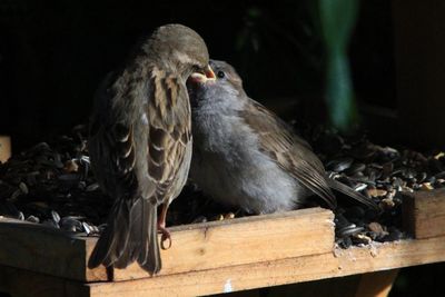 Close-up of sparrow feeding young bird on wood