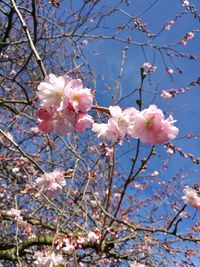 Low angle view of cherry blossoms against sky