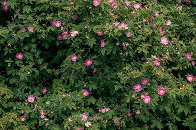 Red flowers in garden