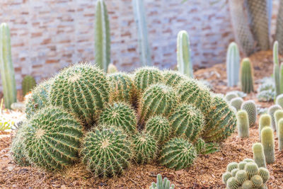 Close-up of cactus plants growing on field