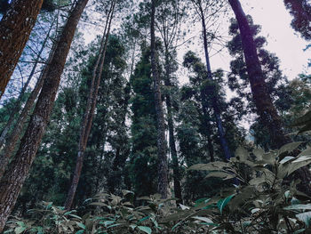 Low angle view of trees in forest