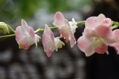 Close-up of pink flowers blooming outdoors