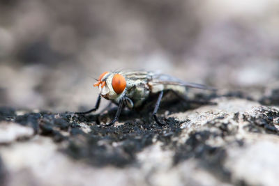 Close-up of housefly