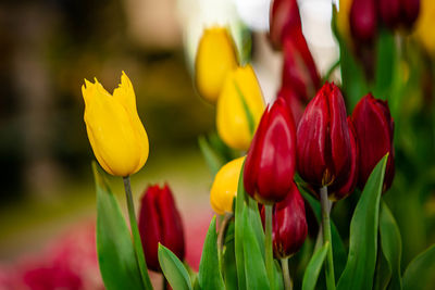 Yellow and red tulips close up photo