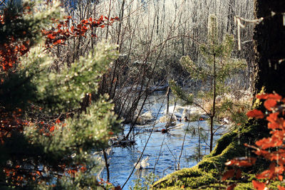 Scenic view of lake in forest