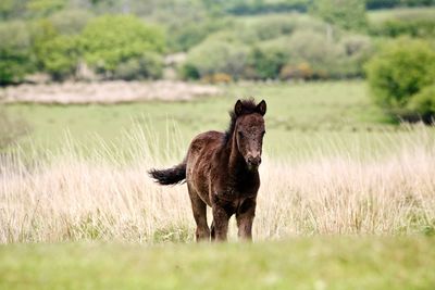 Moorland pony running across grasslands