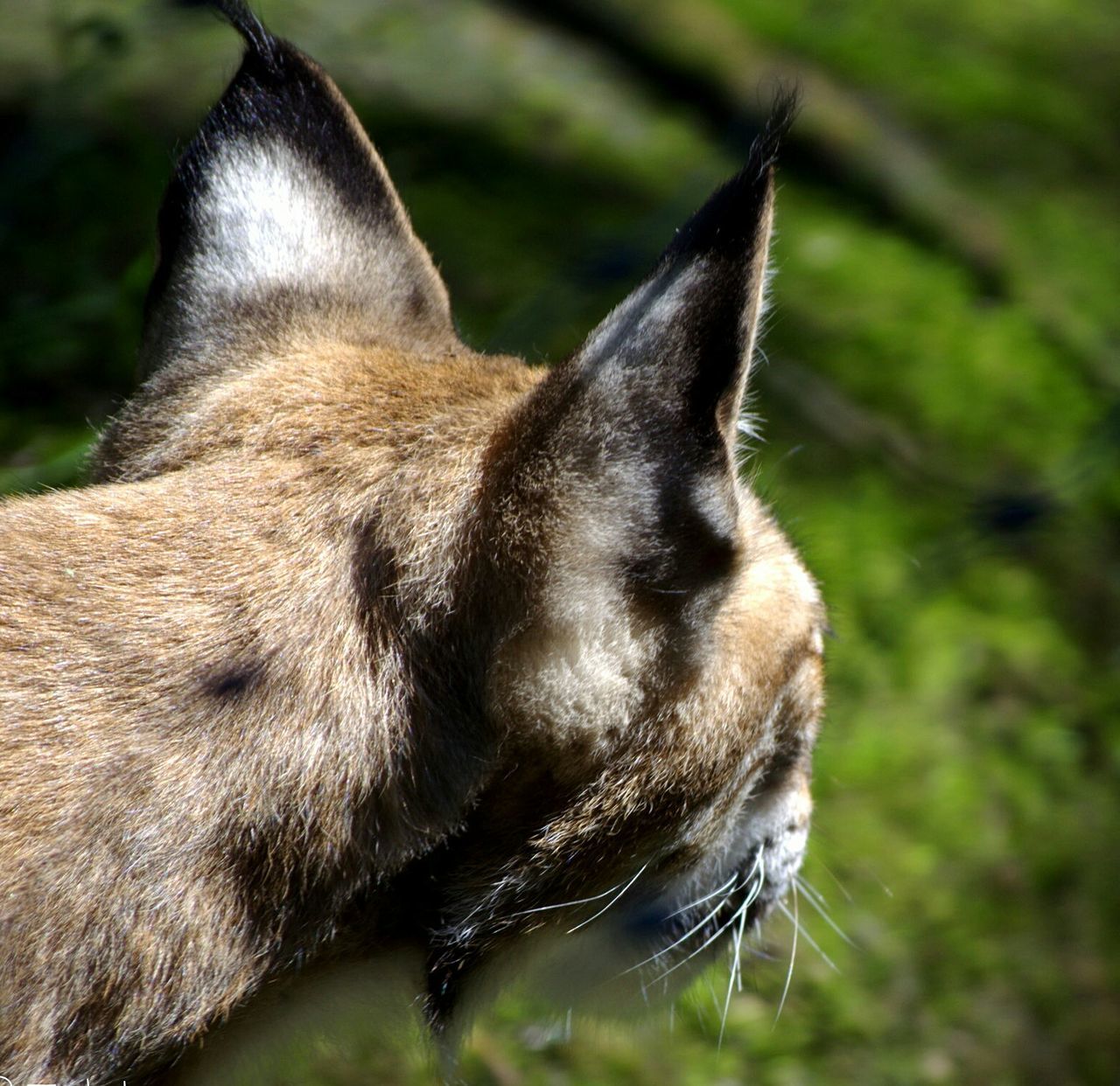 animal themes, one animal, animals in the wild, wildlife, focus on foreground, mammal, close-up, selective focus, nature, day, outdoors, side view, no people, animal head, zoology, two animals, branch, tree, animal body part, vertebrate