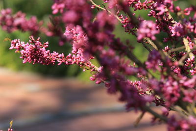 Close-up of pink flowering plant