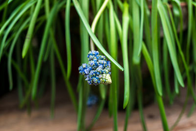 Close-up of blue grape hyacinth