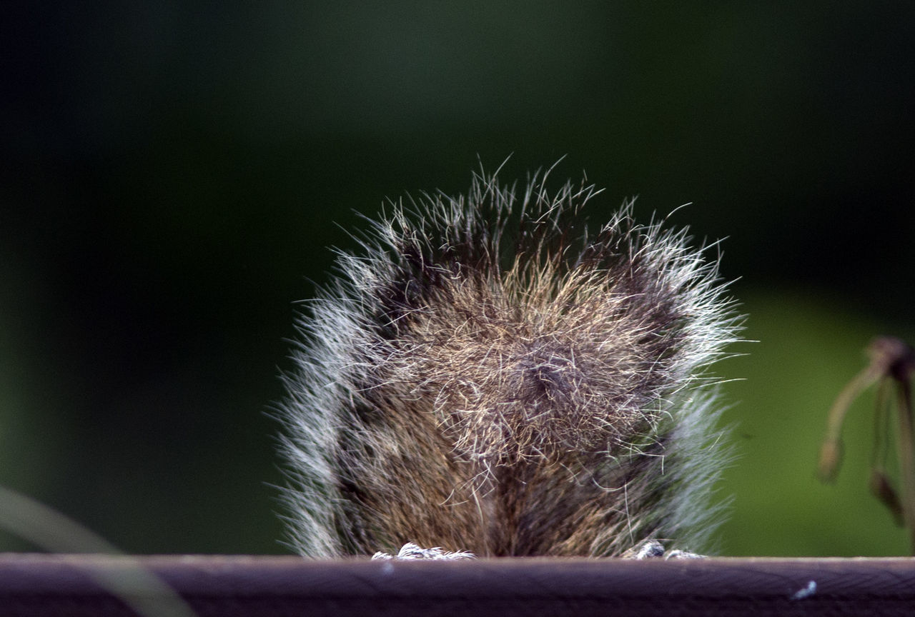 Tail, bushy, fur, furry, squirrel's tail