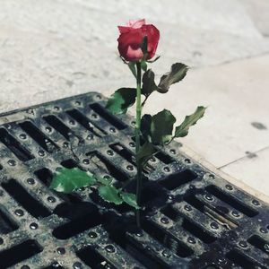 Close-up of rose plant