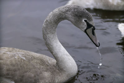 Close-up of swan swimming in lake