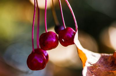 Close-up of red cherries on tree