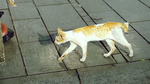 High angle view of cat on street