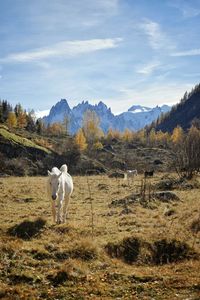 Wild white horses