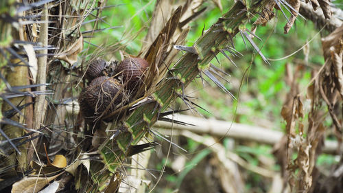 Salak bunch or known as snake fruit on tree, thin brown peel snake pattern, juicy fruit. 