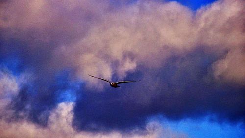 Low angle view of bird flying against sky