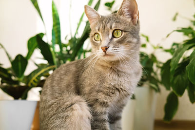 Portrait of tabby cat