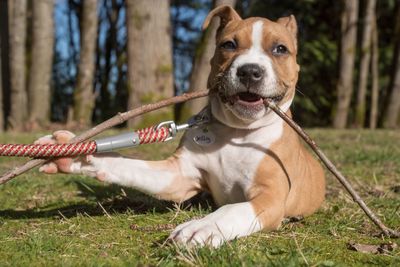 Close-up portrait of dog on field