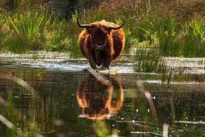 Side view of an animal in lake