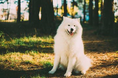 White dog looking away on field