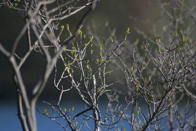 Close-up of plants against blurred background