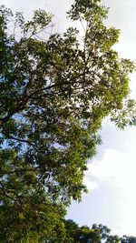 Low angle view of trees against cloudy sky