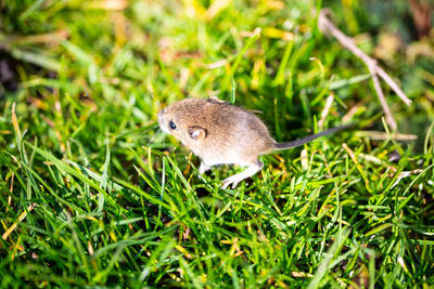 Close-up of an animal on grass