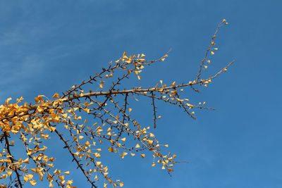 Low angle view of flower tree against clear blue sky