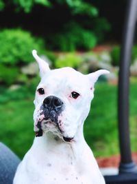 Close-up portrait of white dog