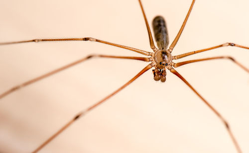 Close-up of spider