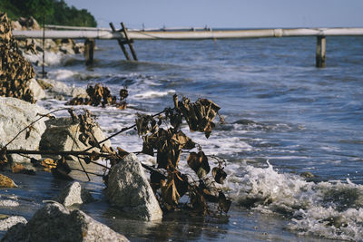 Scenic view of sea