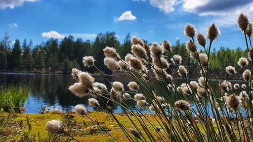 Close-up of plants growing on field by lake against sky