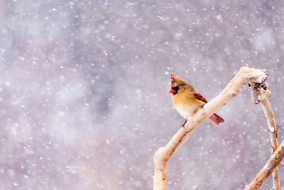 Bird in a snow