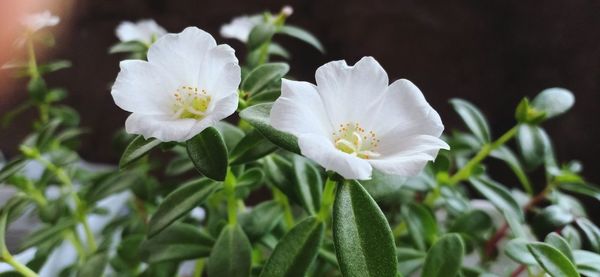 Close-up of white flowering plant