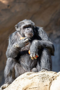 Chimpanzee eating a red fruit