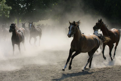 Horses running on field against sky