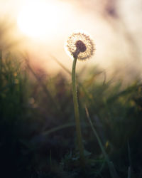 Close-up of dandelion on field during sunset