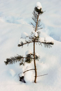 Low angle view of christmas tree